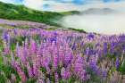 Lupine flowers-Bald Hills Road-California Art Print